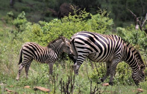 3 Days Safari to Aberdare National Park