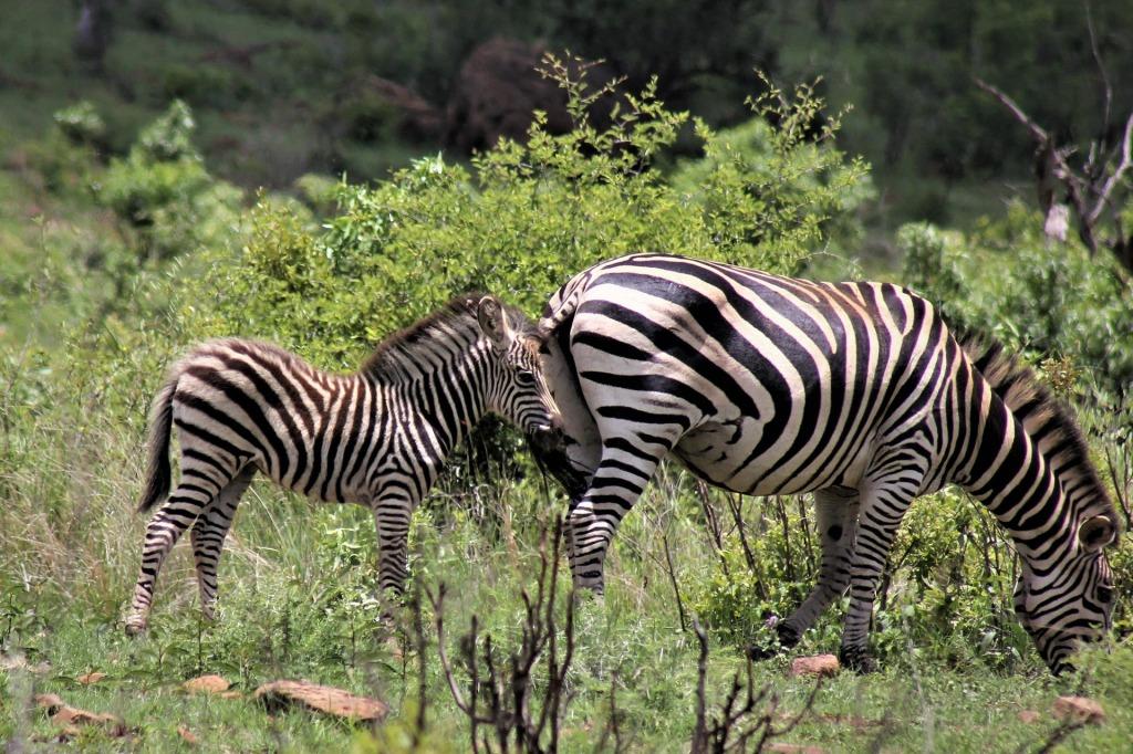 3 Days Safari to Aberdare National Park