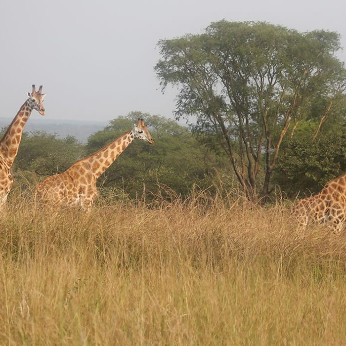 Akagera National Park