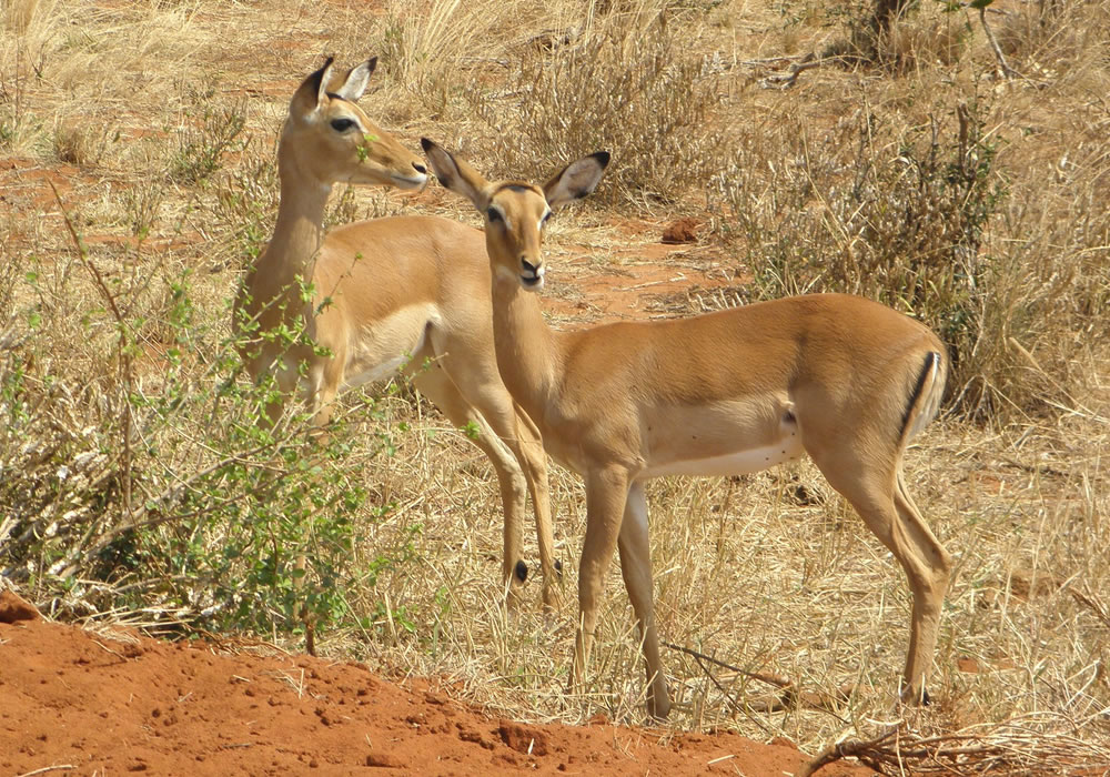 10 Days Best of Rwanda Wildlife Safari