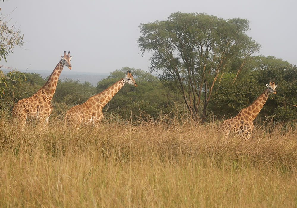 Akagera National Park