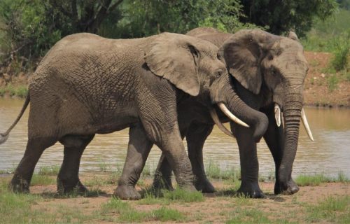 3 Days Amboseli National Park Safari