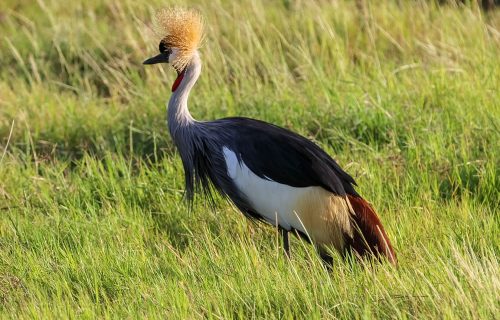 Birding in Uganda