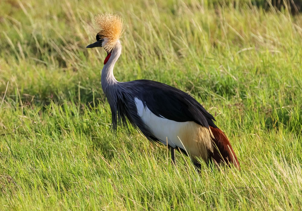 Birding in Uganda