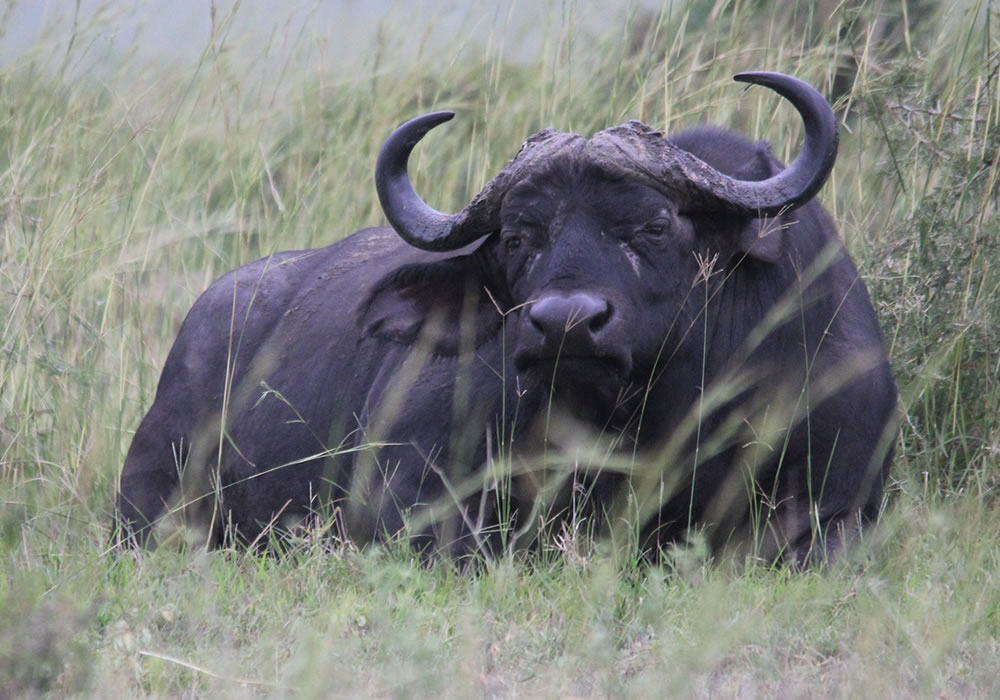 Kidepo Valley National Park