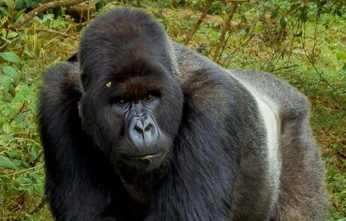 4 Days Bwindi Gorillas and Lake Bunyonyi Tour