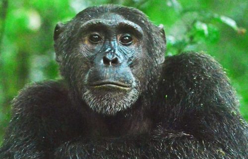 Chimpanzee Tracking in Kibale Forest National Park