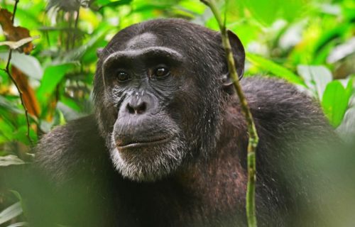 3 Days Uganda Chimpanzee Tracking Tour