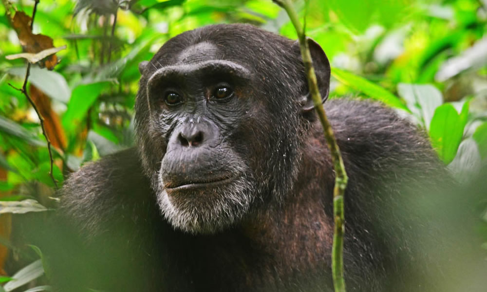 3 Days Uganda Chimpanzee Tracking Tour