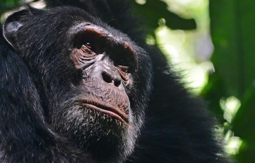 3 Days Chimpanzee Tracking in Nyungwe Forest National Park