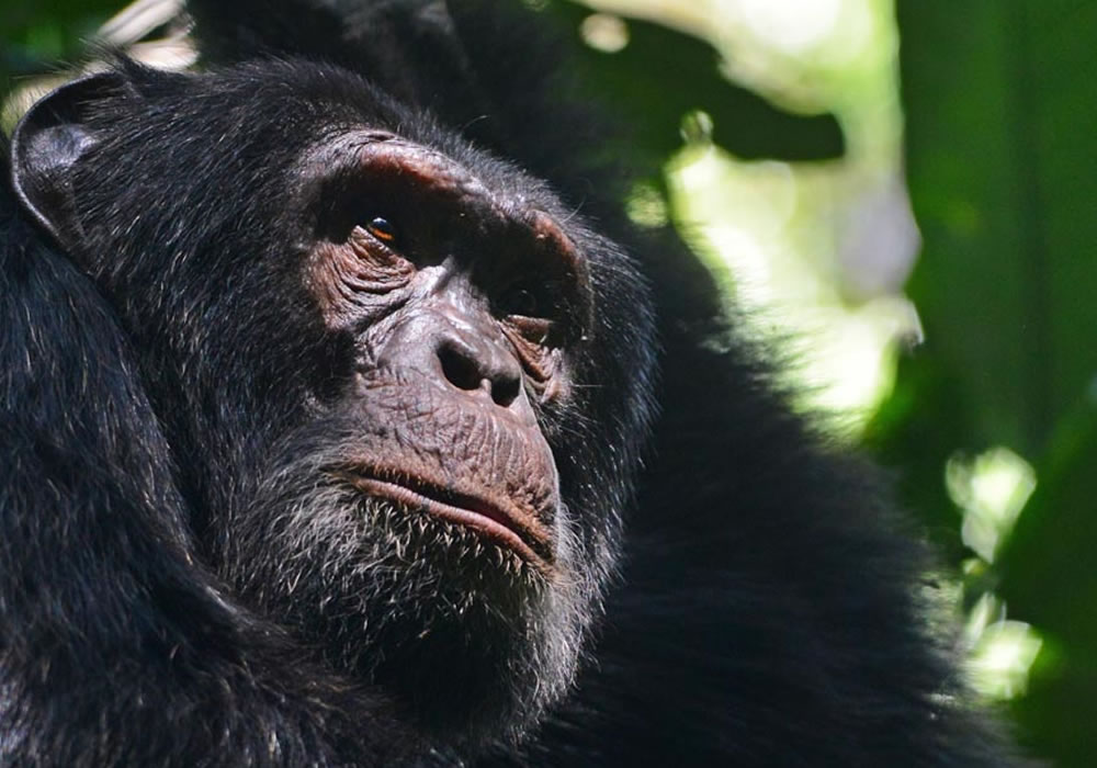 3 Days Chimpanzee Tracking in Nyungwe Forest National Park