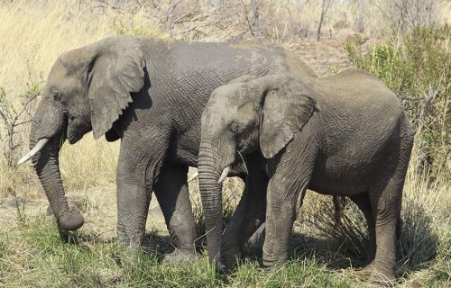 3 Days Queen Elizabeth National Park Safari