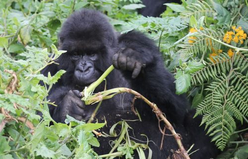 4 Days Gorilla Trekking Tour in Bwindi