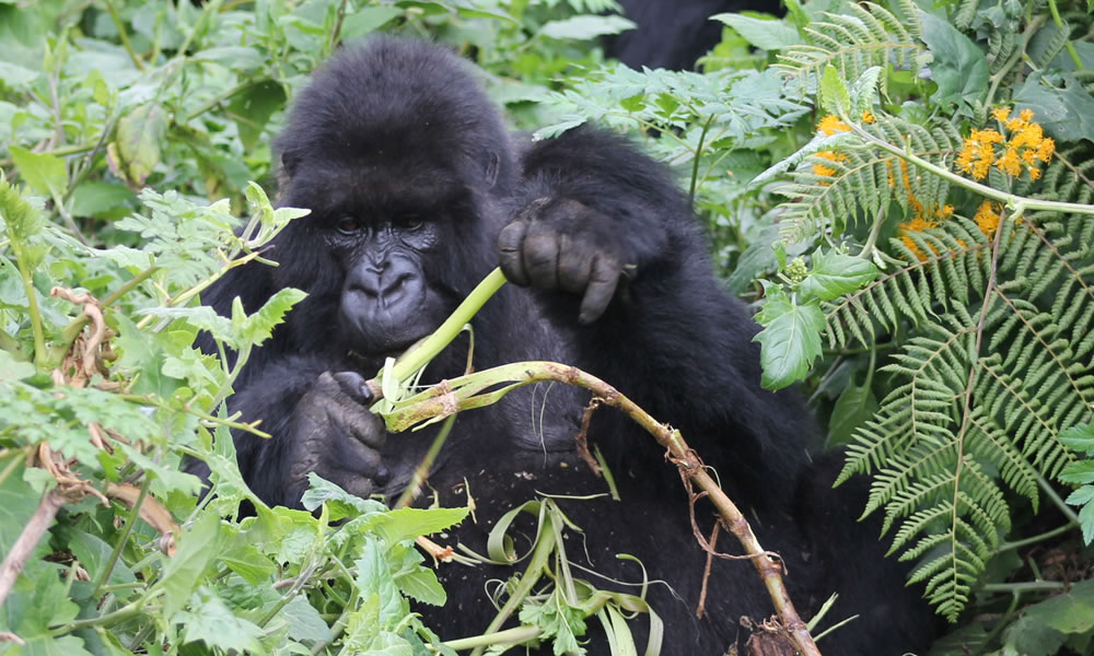 4 Days Gorilla Trekking Tour in Bwindi