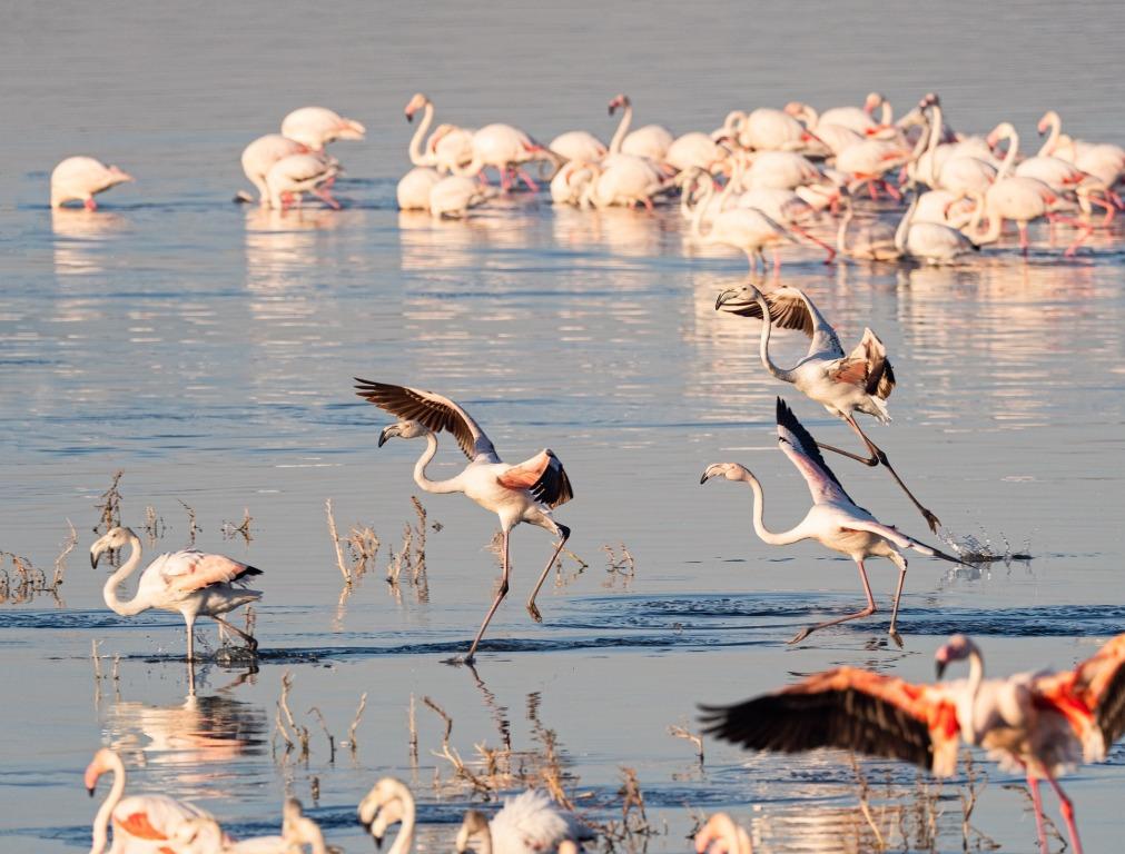 4 Days Masai Mara and Lake Nakuru Tour