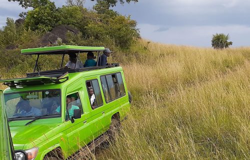 Game Drives in Uganda National Parks