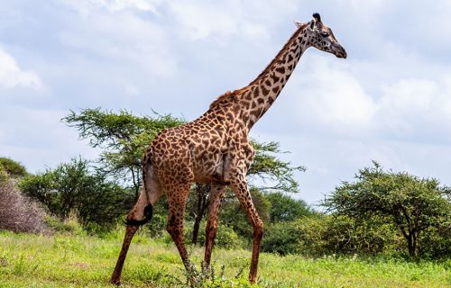 10 Days Uganda Wildlife Adventure