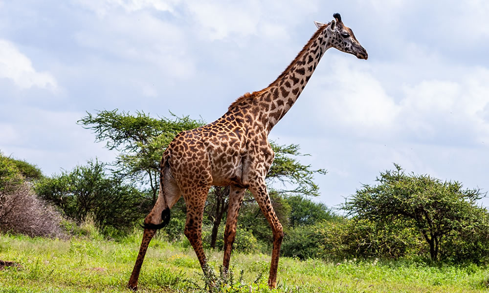 10 Days Uganda Wildlife Adventure