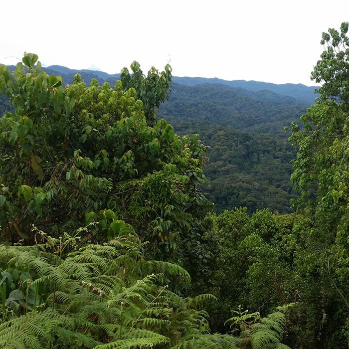 Gishwati Mukura National Park