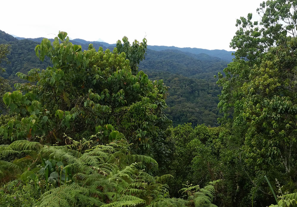 Gishwati Mukura National Park