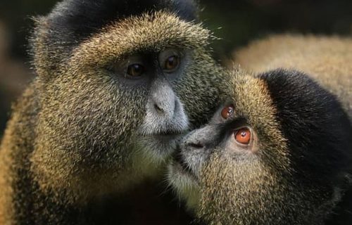 3 Days  Golden Monkey Tracking in Rwanda
