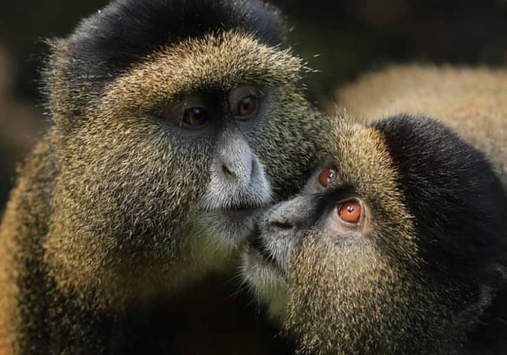 3 Days  Golden Monkey Tracking in Rwanda