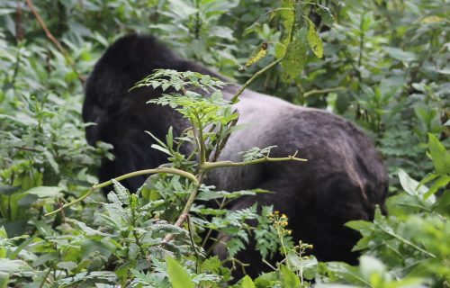 Gorilla Trekking in Uganda