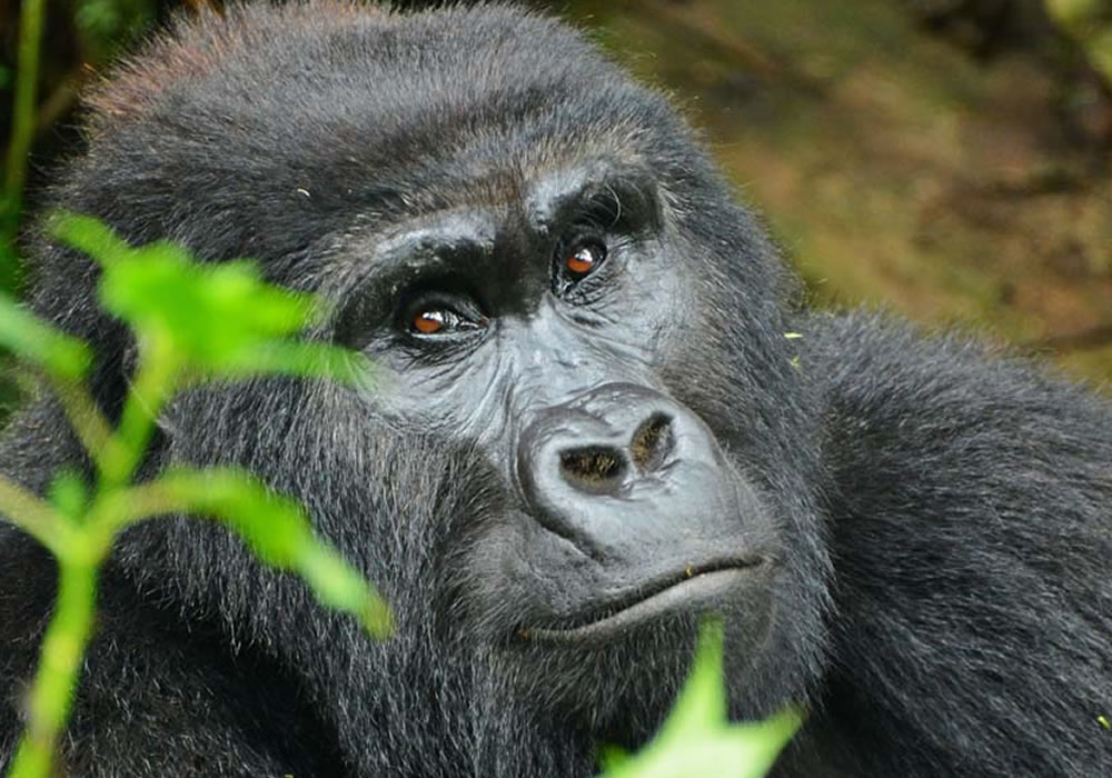 Bwindi Impenetrable National Park