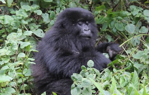 7 Days Uganda Primate Tracking Tour