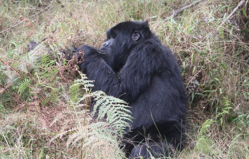 4 Days Rwanda Primate Tracking Adventure