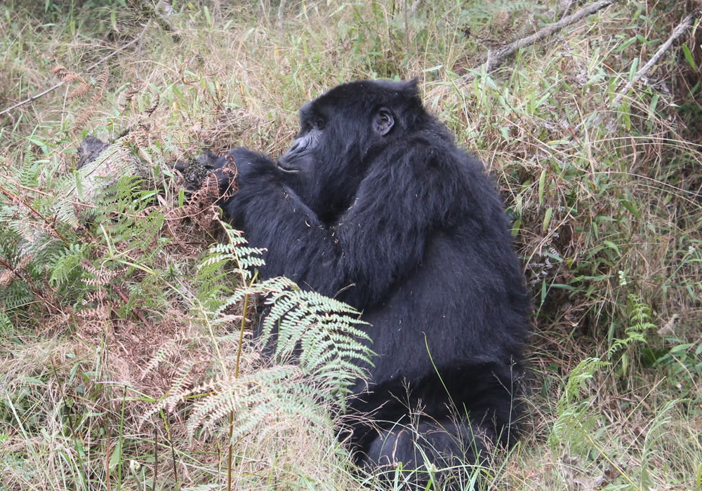 4 Days Rwanda Primate Tracking Adventure