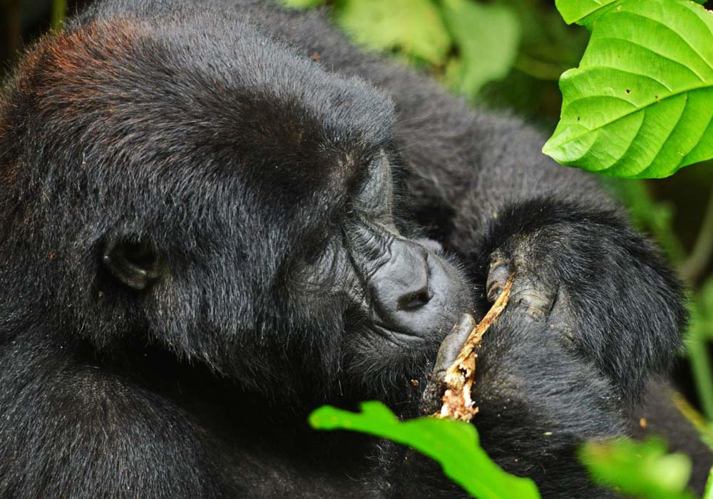 Mgahinga Gorilla National Park