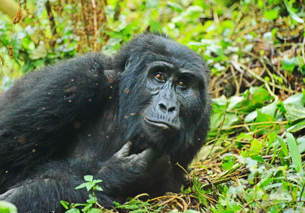 6 Days Rwanda Wildlife and Gorilla Tour