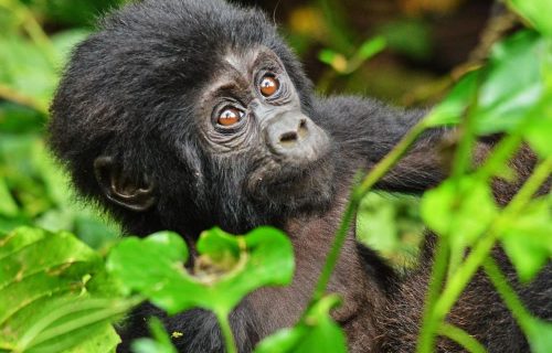 2 Days Gorilla Trekking Tour in Rwanda
