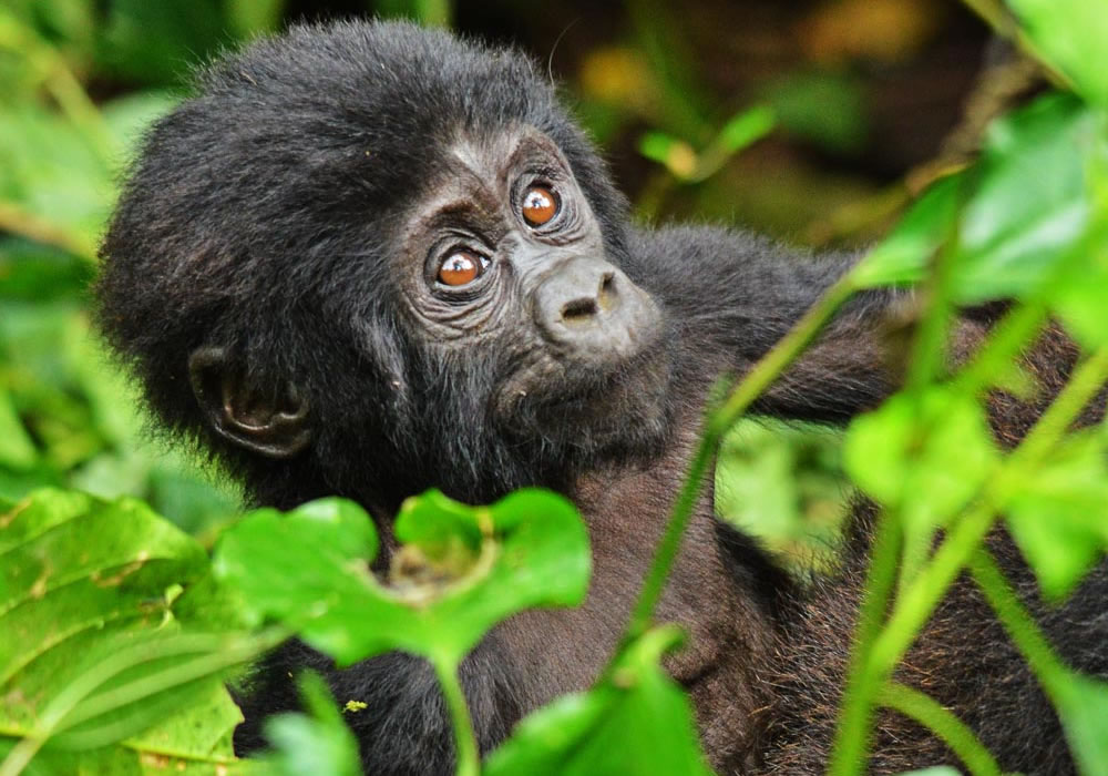2 Days Gorilla Trekking Tour in Rwanda