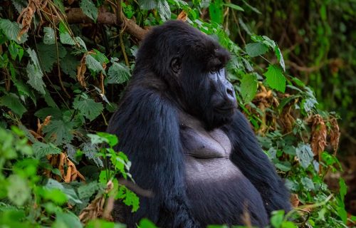 3 Days Bwindi Gorilla Trekking Tour