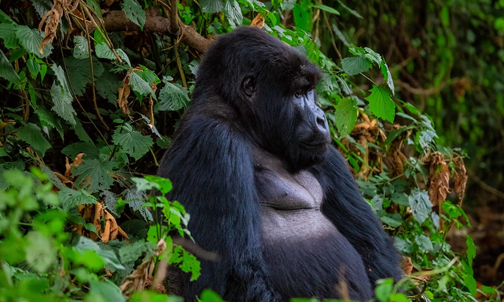 3 Days Bwindi Gorilla Trekking Tour