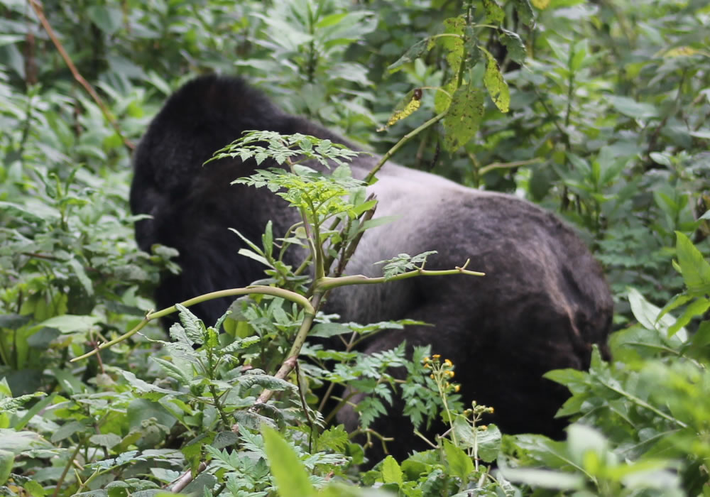 Gorilla Trekking in Uganda