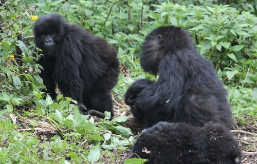 5 Days Primate Tracking Uganda Safari