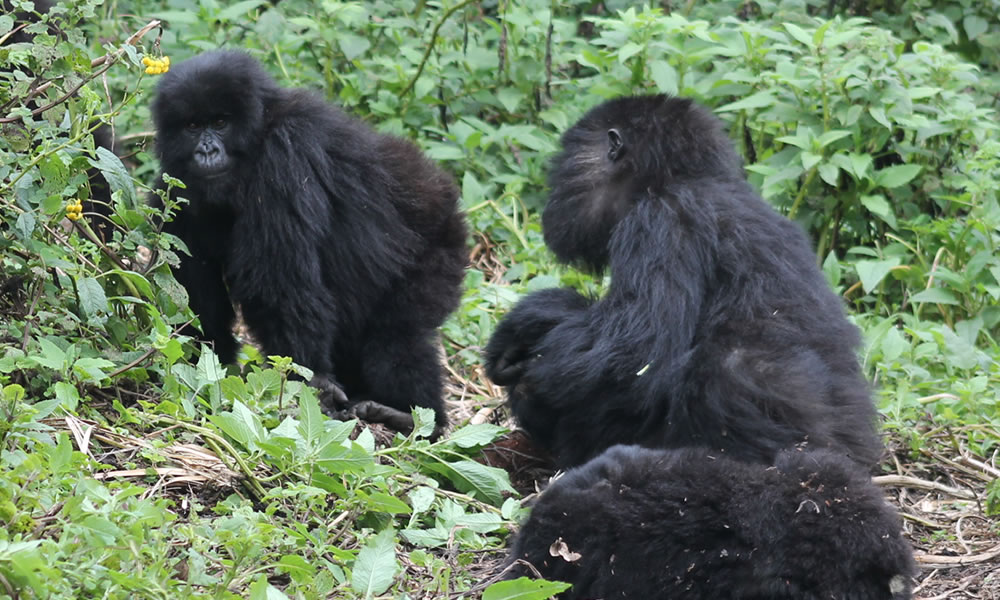 5 Days Primate Tracking Uganda Safari