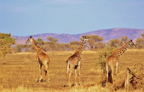 10 Days Around Kenya Wildlife Safari