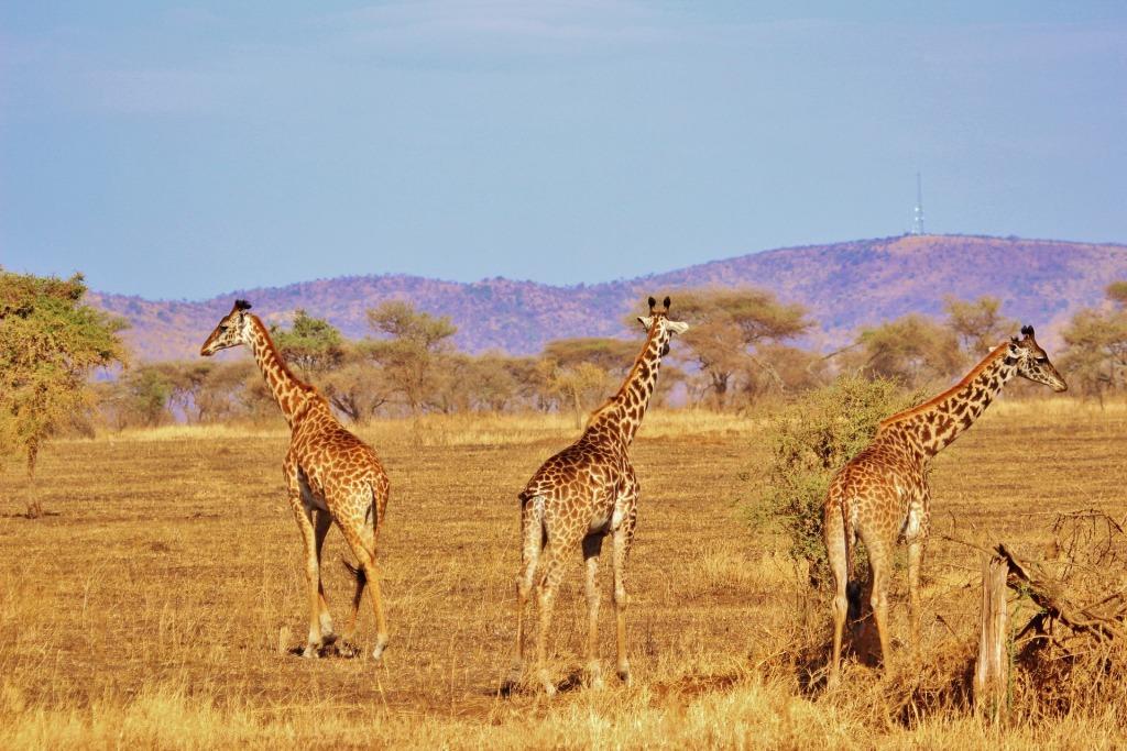 10 Days Around Kenya Wildlife Safari