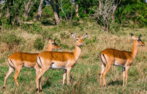 8 Days Classic Kenya Safari Adventure