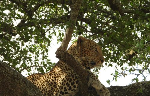 5 Days Kenya Wildlife Safari Adventure