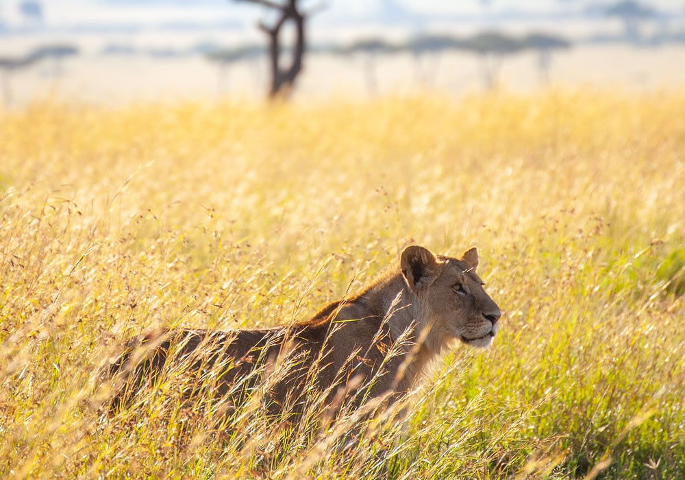 Luxury wildlife safari experience in Uganda