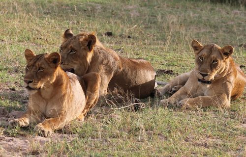 12 Days Uganda Wildlife Safari