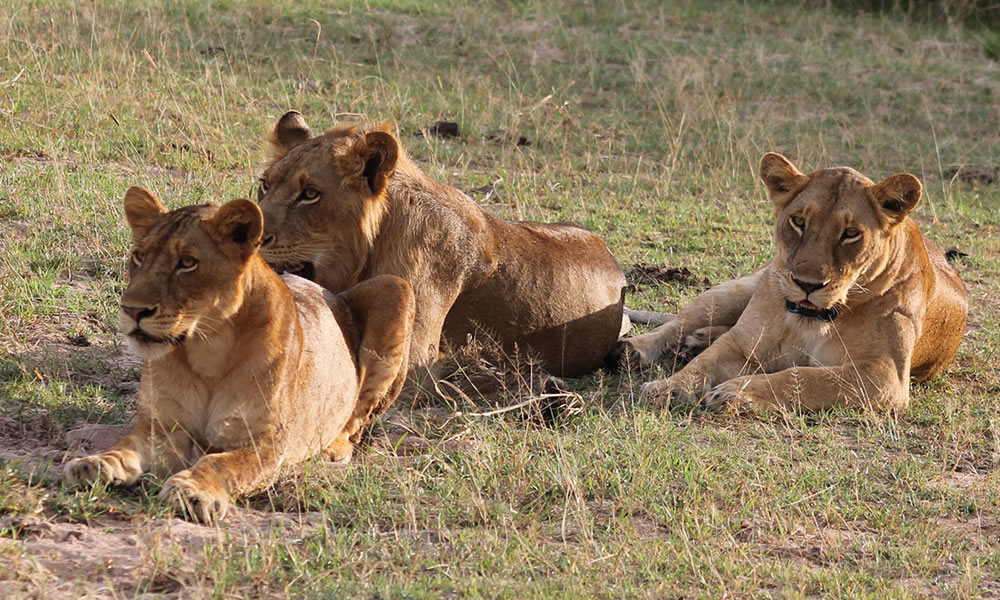 12 Days Uganda Wildlife Safari