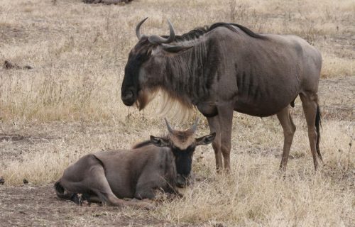 3 Days Masai Mara National Park Safari