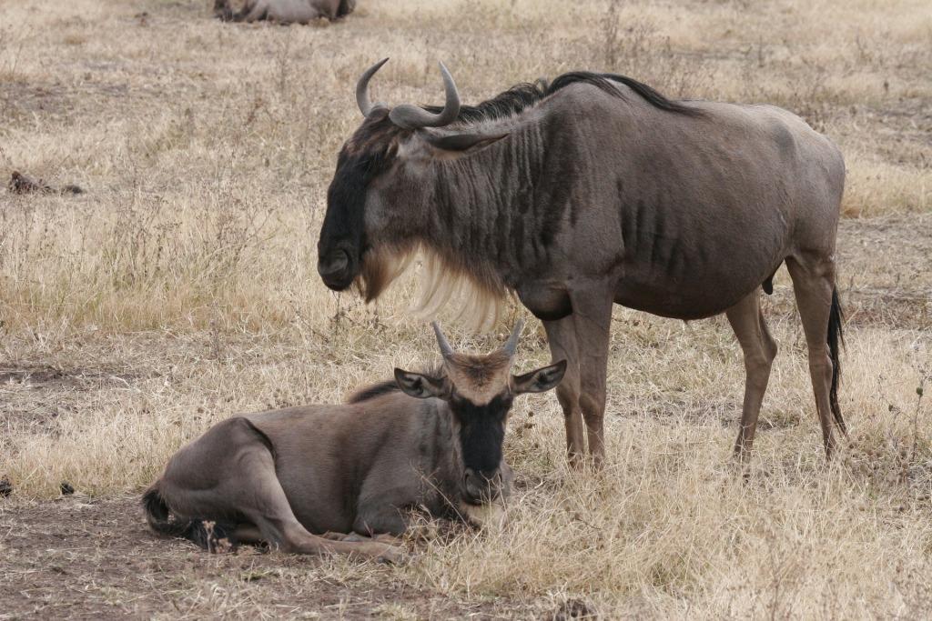3 Days Masai Mara National Park Safari