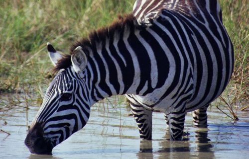 6 Days Uganda Safari Adventure